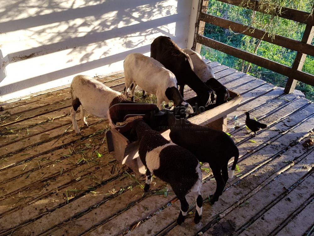 Comprar Rurais / Fazendas em São Miguel dos Campos apenas R$ 1.200.000,00 - Foto 11 Comprar Rurais / Fazendas em São Miguel dos Campos apenas R$ 1.200.000,00 - Foto 11